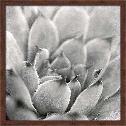 Framed Garden Succulent I Print