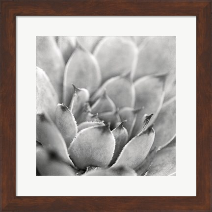 Framed Garden Succulent I Print