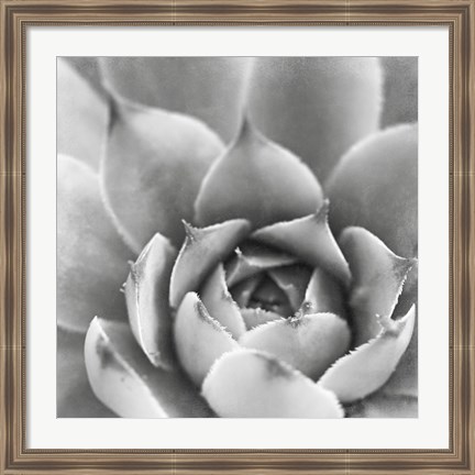 Framed Garden Succulent III Print