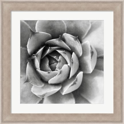 Framed Garden Succulent II Print