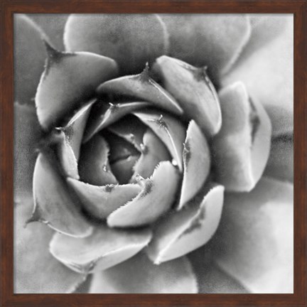 Framed Garden Succulent II Print