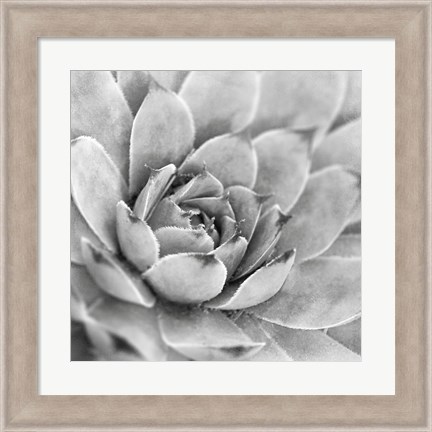 Framed Garden Succulent IV Print