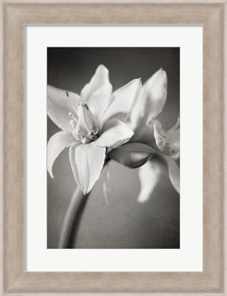 Framed White Amaryllis I Print