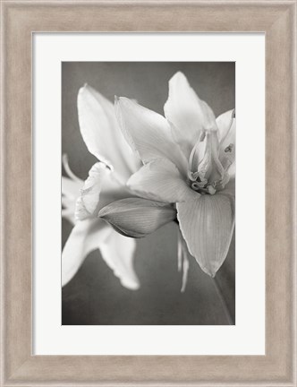 Framed White Amaryllis II Print