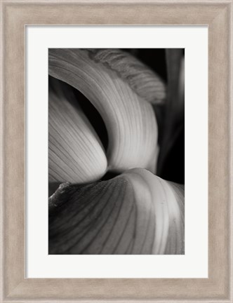 Framed Iris Abstract II Print