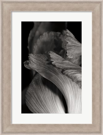 Framed Iris Abstract I Print