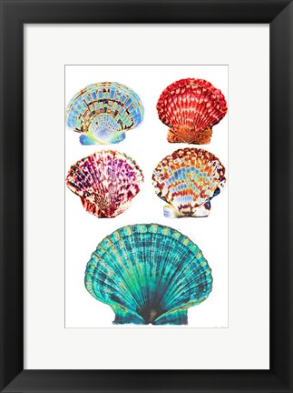 Framed Seashell Collection I Print