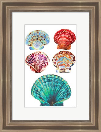 Framed Seashell Collection I Print