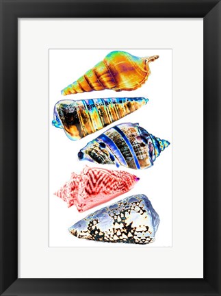 Framed Seashell Collection II Print