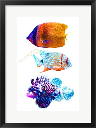 Framed Fish Trio Print