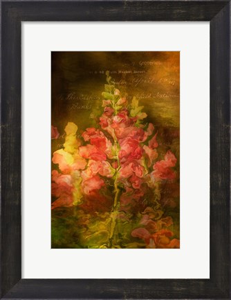 Framed Snapdragon Twilight I Print