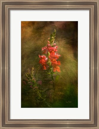 Framed Snapdragon Twilight II Print