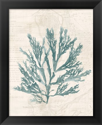 Framed Pacific Sea Mosses I Borderless Print