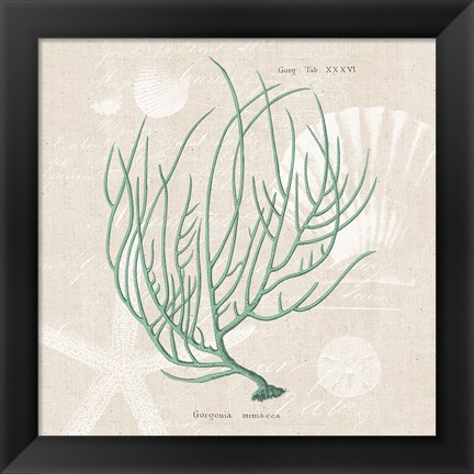 Framed Gorgonia Miniacea on Linen Sea Foam Sq Print