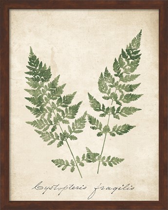 Framed Vintage Ferns VII no Border Print