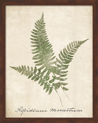 Framed Vintage Ferns X no Border Print