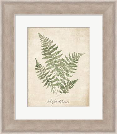 Framed Vintage Ferns IX no Border Print