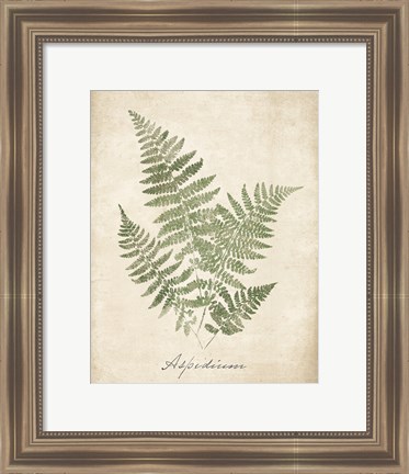 Framed Vintage Ferns IX no Border Print