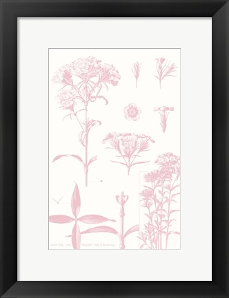 Framed Rose Quartz Phlox on White Print