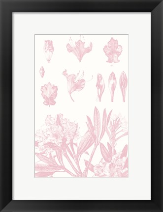 Framed Rose Quartz Rhododendron on White Print