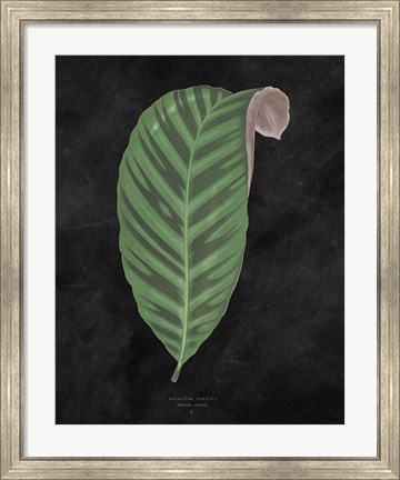 Framed Beautiful Leaved Plants I Black Print