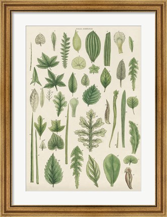 Framed Assortment of Leaves II Print