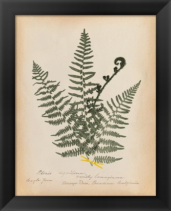 Framed Botanical Fern IV Mossy Green Print