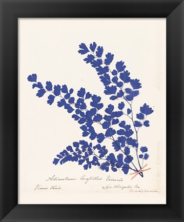 Framed Botanical Fern III Blue Print