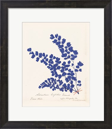 Framed Botanical Fern III Blue Print