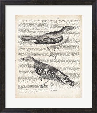 Framed Vintage Birds on Newsprint Print