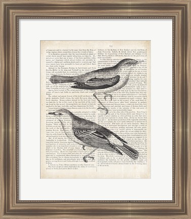 Framed Vintage Birds on Newsprint Print