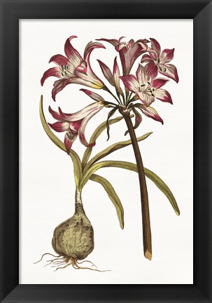 Framed Vintage Floral I on White Print