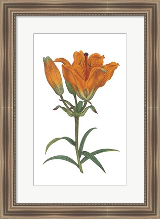 Framed Antique Botanical XX on White Print