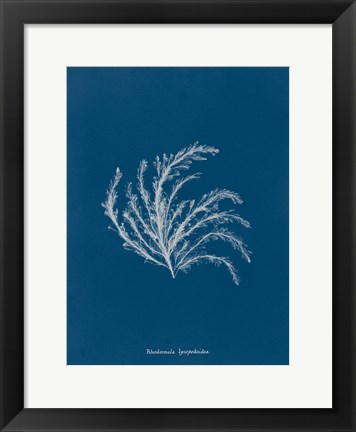 Framed Delicate Coral II Print