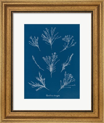 Framed Delicate Coral I Print