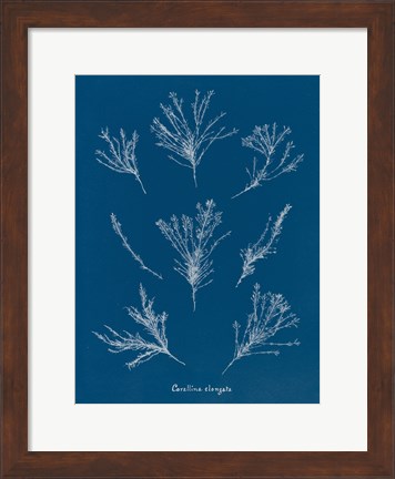 Framed Delicate Coral I Print