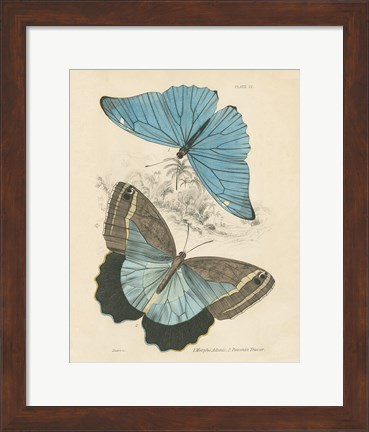 Framed Assortment Butterflies I Print