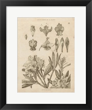 Framed Rhododendrons Vintage Print