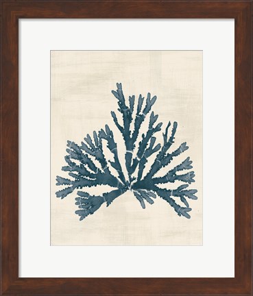 Framed Pacific Sea Mosses IV No Map Print