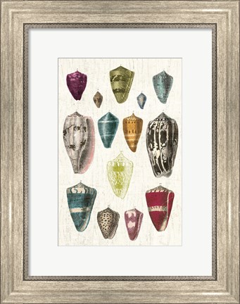 Framed Colorful Shell Assortment I v2 Print