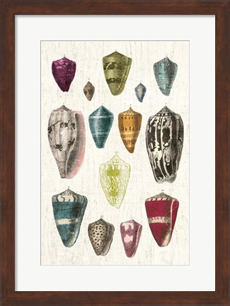 Framed Colorful Shell Assortment I v2 Print