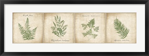 Framed Vintage Ferns - 4 Image Panel Print