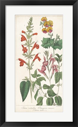 Framed Salvia Florals I Print