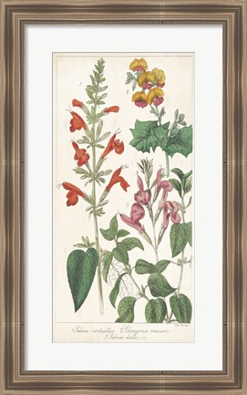 Framed Salvia Florals I Print