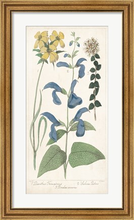 Framed Salvia Florals II Print