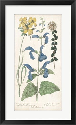 Framed Salvia Florals II Print