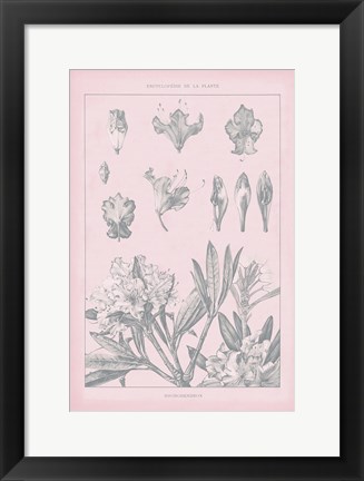 Framed Rose Quartz Rhododendron Print