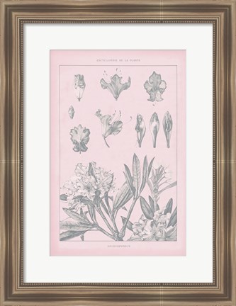 Framed Rose Quartz Rhododendron Print