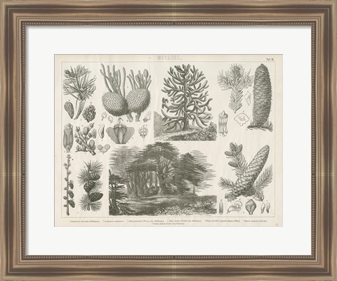 Framed Pine Tree Botanik Print