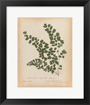 Framed Botanical Fern III Mossy Green Print